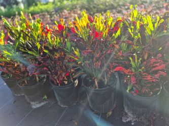 CROTONS MOMMY 3GALLONS