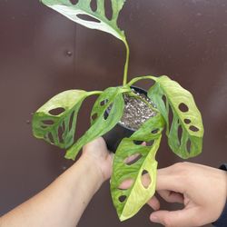 5” Variegated Monstera Adansoni 