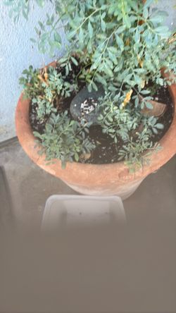 Ruda y albahaca pequeña