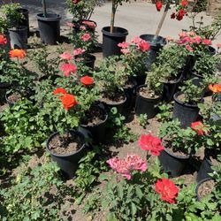 Roses