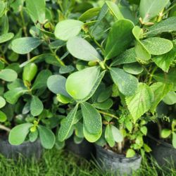 Beautiful Clusias Plants For Privacy!!! 3 Feet Tall!!! Excellent Price. 