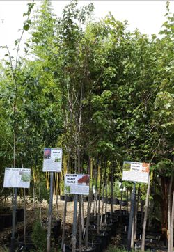 Maple Trees on Sale big