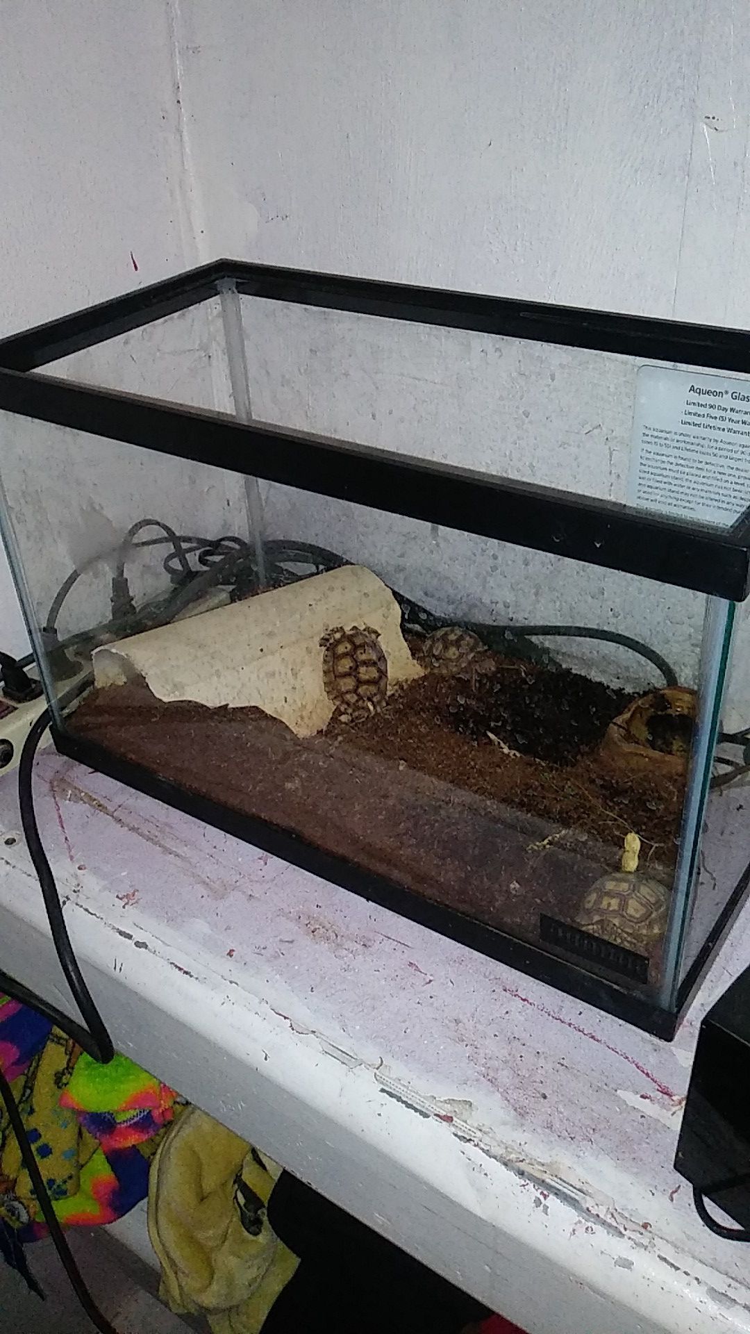 3 baby salcata tortoises tank and set up.