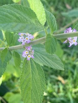 Pitiona plant