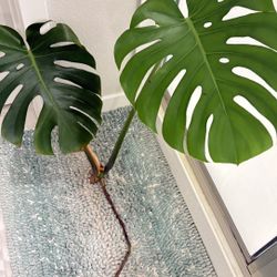 Large Form Monstera Cutting