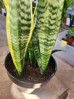 Snake plant