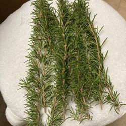 Fresh Rosemary Clippings - Trade For Clippings Or Seeds