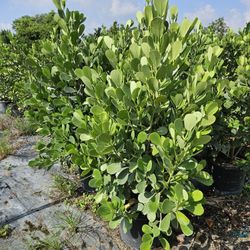 huge Clusias About 6 Feet Tall Full Green  Fertilized  Ready For Planting Instant Privacy Hedge  Same Day Transportation 