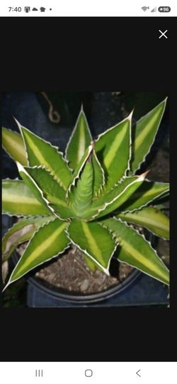 Green Stripe Agave Landscape Plant