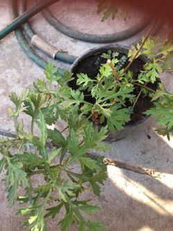 Planta de Estafiate