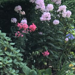 🦋Phloxes Fragrant Perennial Plants .See All Pics.