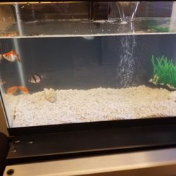 Aquarium 10gallon Tank
