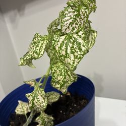 Pink Polka Dot Plant