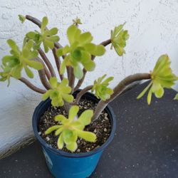 Dancing tree rose succulent  Original green Aeonium arboreum cv  many heads only 1 hurry