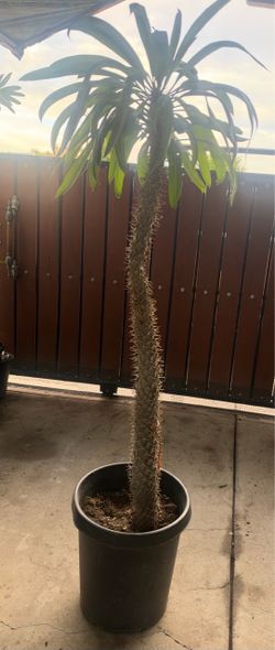 Madagascar Palm