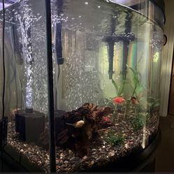 Gorgeous 34 gallon bow front aquarium and stand