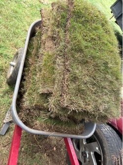Bermuda grass