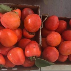 Persimmon Organic Home Grown Fresh Picked 20 For $20
