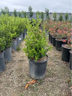 boxwood