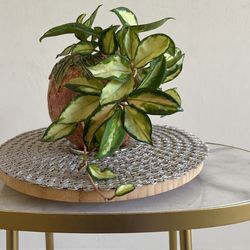 Hoya Carnosa