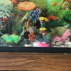 29 Gallons Fish Tank