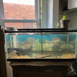 Fish Tanks