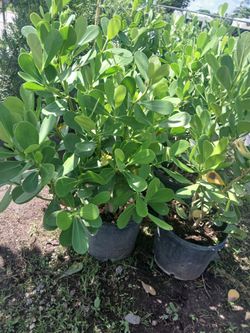 Clusia Hedges 7gl 3'ft 🌼 $13