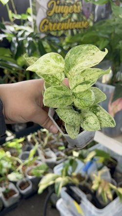 Scindapsus Marble queen