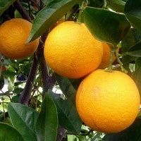 Red Navel/ Navel Orange Tree 