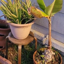 Lot Of Plants Yard Backyard Garden Rubber Plant Plumeria Palm Banana Aloe Vera