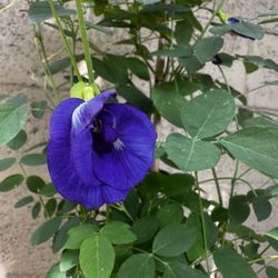 💙Butterfly Blue Pea Vine (2 Ft) +1 Blue Porterweed + Scorpion Tail