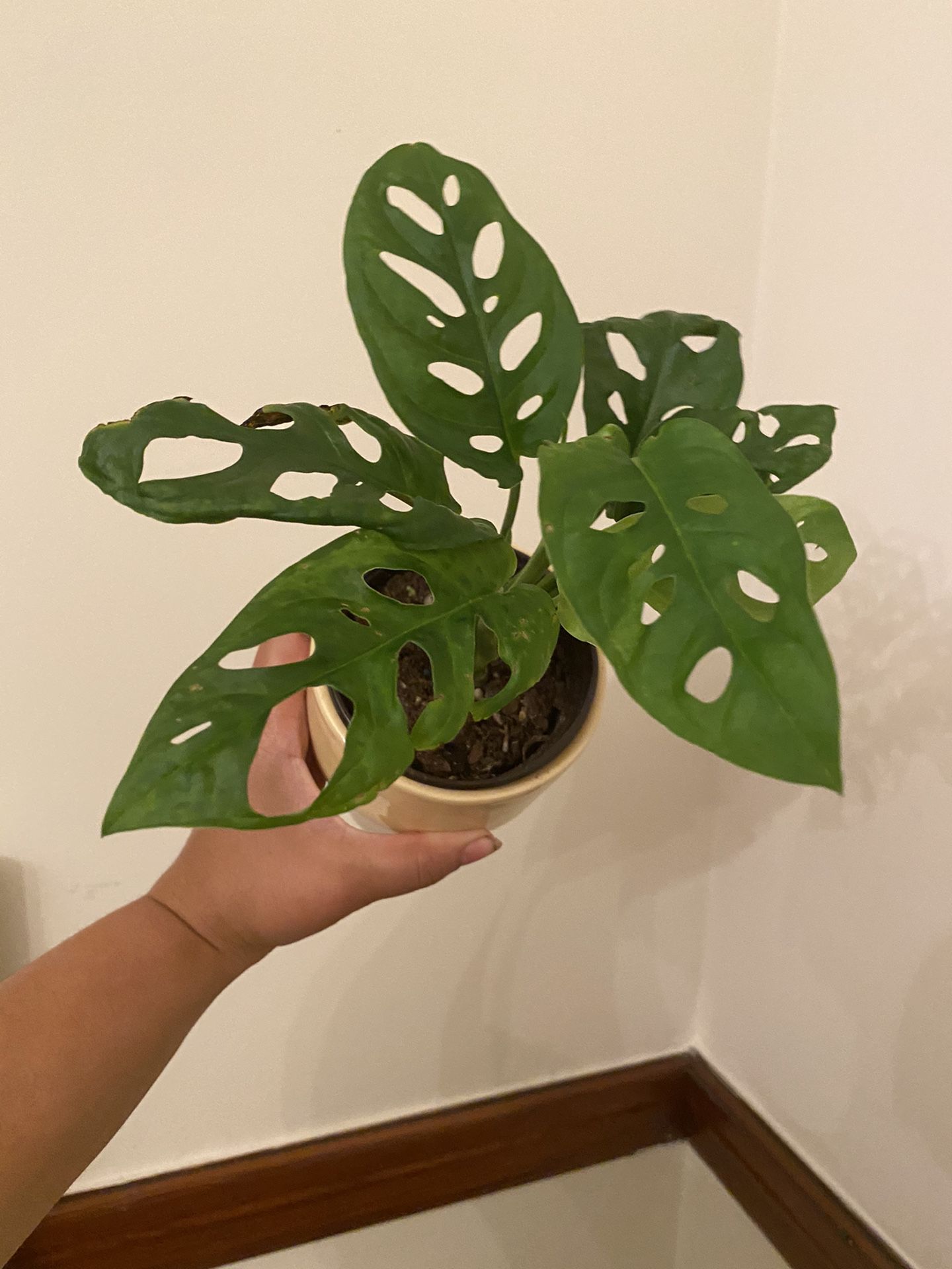 Beautiful monstera adansonii plant in ceramic planter