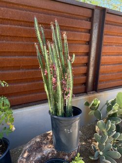 Luck Cactus - Euphorbia Trigona
