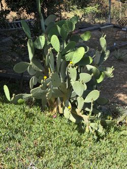 Free cactus free nopales we deliver locally or pick up in Fullerton