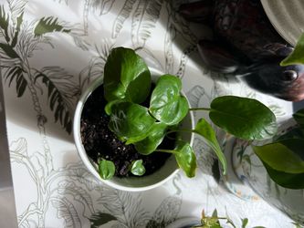 Potted pothos