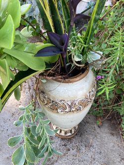 Pot & plant