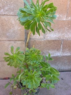 Suculent Plant