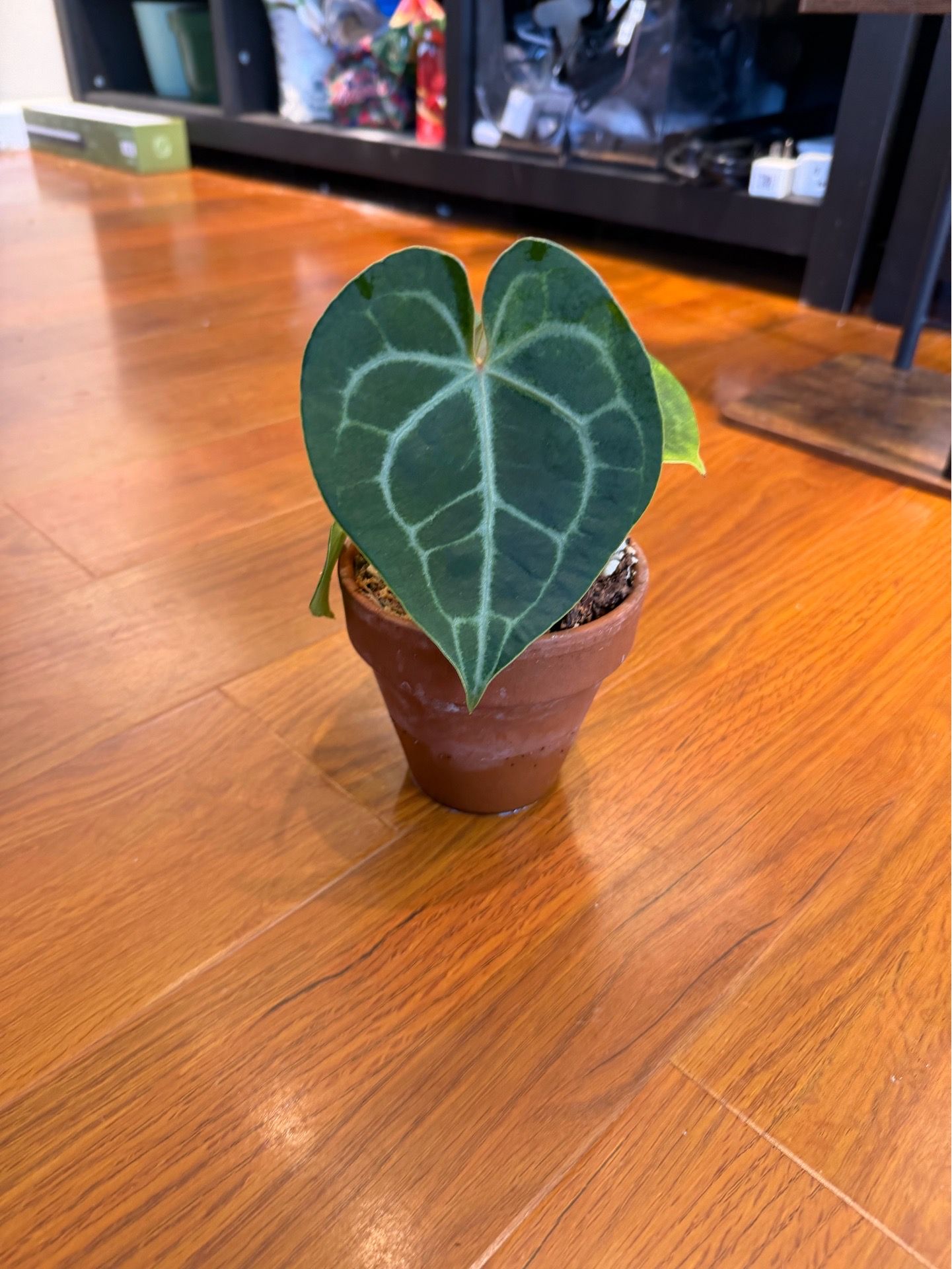 Anthurium crystallinum (house plant)