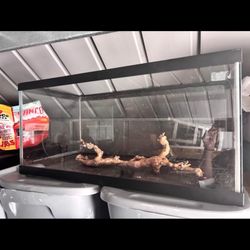 50 Gallon Enclosure, with Lid Locks, Lid, Spider Wood