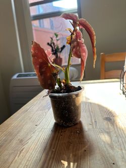 Begonia Maculata Polka Dot Plant – Rooted & Established
