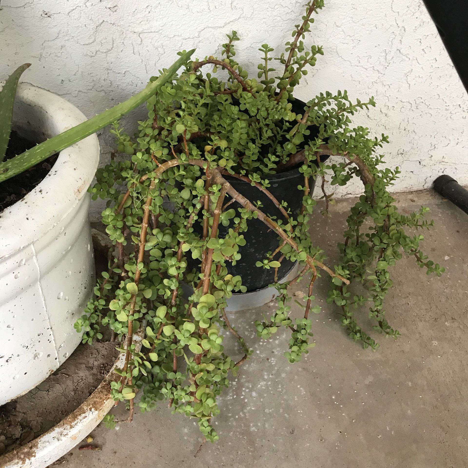 Elephant Food Plant $30 Each