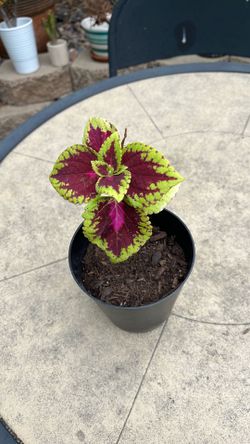 Coleus live  plant 🪴