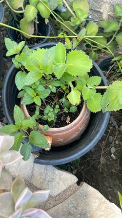 Planta De Menta Y Orégano Oregon 