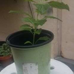 Blue Porterweed (Jamaican Vervain)