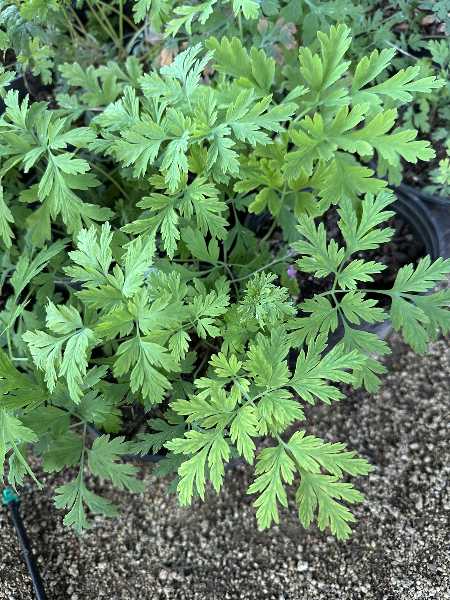 PACIFIC BLEEDING HEART ‘DICENTRA FORMOSA’ 1 GAL
