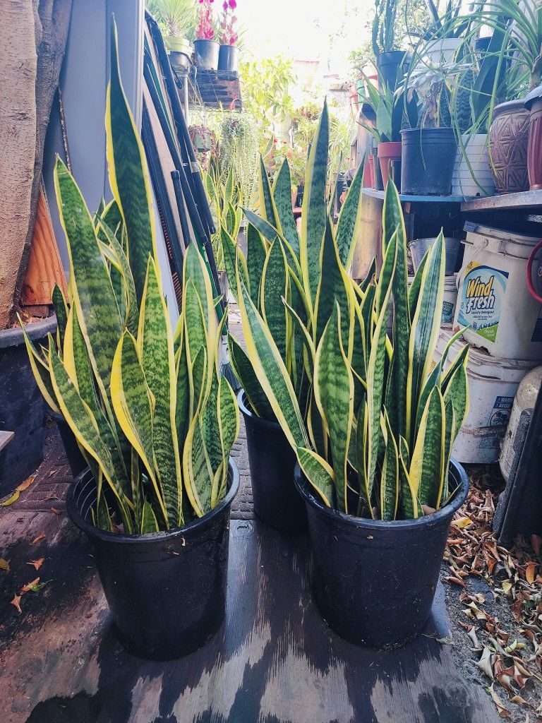 Snake Plants