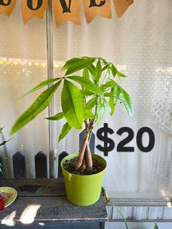 Money Tree