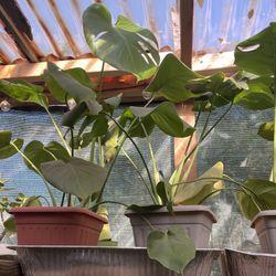 HERMOSAS PLANTAS NATURALES “MONSTERAS DELICIOSAS PLANT “