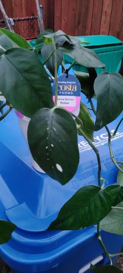 Costa Farms Yellow Sunrise Pothos Plant