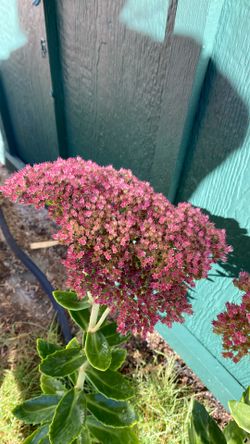 STONECROP - Sedum Plant 